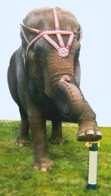 elephant_small Redi-Footing strength
